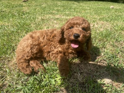 Poodle Miniature - Pepsi