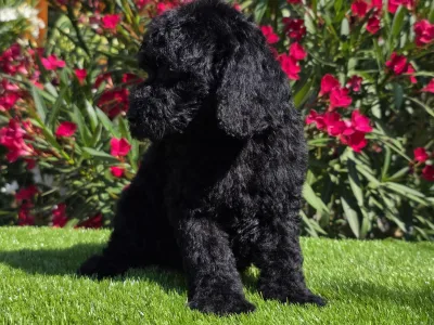 Cavapoo - Zeus