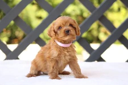 Cavapoo - Britney