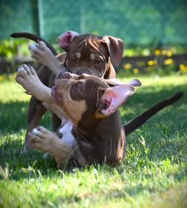American Bully - Standard - Ghostface Fighters Aslan - Reserved!