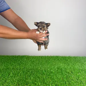 Yorkshire Terrier - Barry