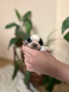 Cocker americano - Blue Roan