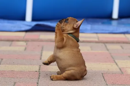 Francia bulldog - Ultron