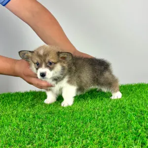 Welsh Corgi Pembroke - Sissy