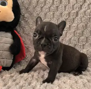 French Bulldog - Miora Frenchie Renys