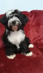 Tibetan Terrier - Josephine