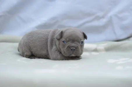 Bulldog francez - Montclair