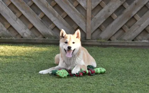 Shiba - Bravados Bara