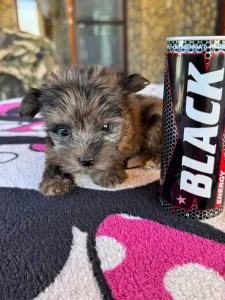 Maltipoo - Bebi
