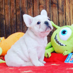 Francia bulldog - Eisbear