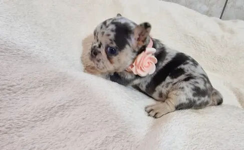 Французский бульдог - French Bulldog Merla Tan Boys And Girls