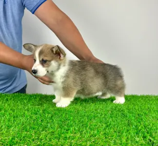 Welsh Corgi Pembroke - Sculli