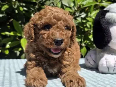 Cavapoo - Jonathan