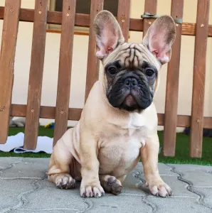Bouledogue français - Elmo