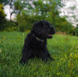 Orosz fekete terrier - Bruno