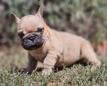 French Bulldog - Udo