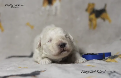 Puli - Dicső