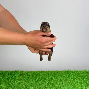 Jorkšírský teriér - Wendy