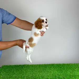 Cavalier King Charles Spaniel - Zinka