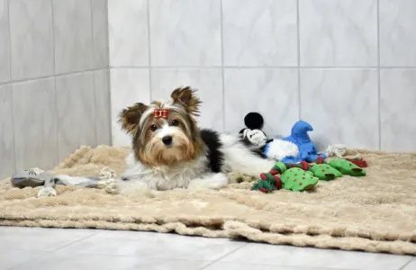 Biewer Terrier - Quartz Orient 