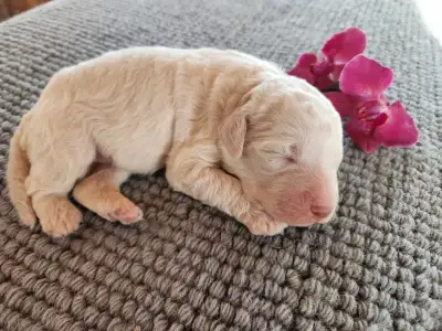 Lagotto Romagnolo - Aisa