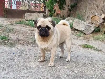 Pug - Top Of The Hunterberg Polly nala