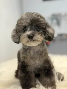 Barbone nano - Zsóka