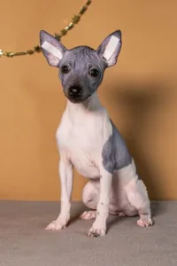 American Hairless Terrier - Astrea Light