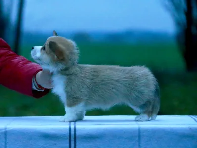 Welsh corgi pembroke - Zeus The Mighty From Farm Of Happy Dogs