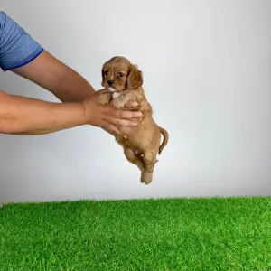 Cavalier King Charles Spaniel - Wilma