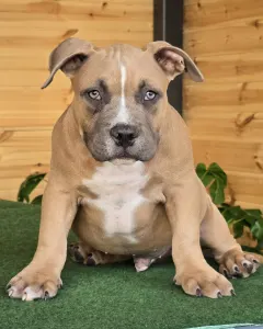American Bully - Pocket - Bbb 