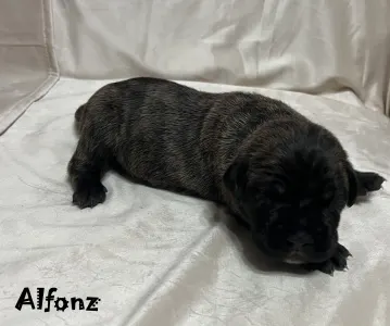 Cane Corso Italiano - Alfonz