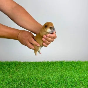 Shiba - Shin