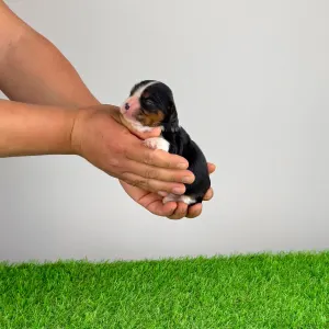 Кавалер кинг-чарльз-спаниель - Marie