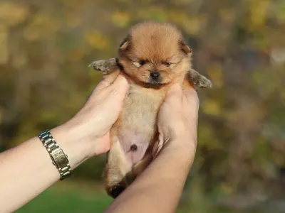 German Pomeranian Spitz - Leonardo💚 