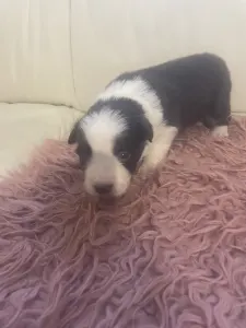Border Collie - Barna Szuka 