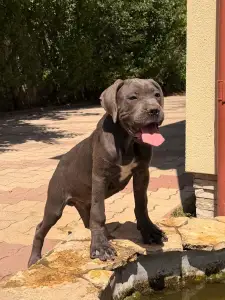 Cane Corso - Tommyboy