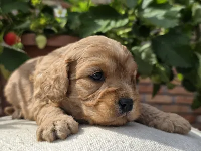 Cavapoo - Bigbob