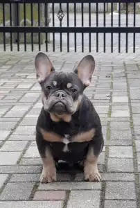 Bouledogue français - Forest