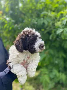 Romagna Water Dog - Apollo