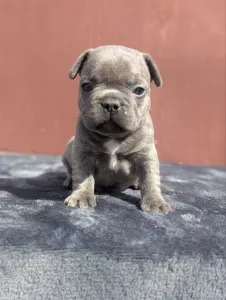 Francia bulldog - Jax