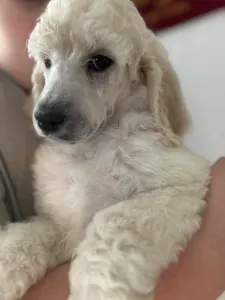 Poodle Standard - Giant Miracles Extazy Price Of Elagance Evander