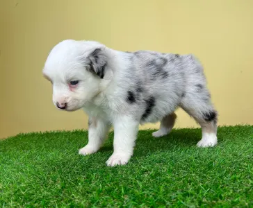 Australian Shepherd - Bolle