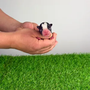 Boston Terrier - Honfy