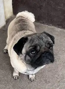 Mopsz - Cauda Anularis Phinja