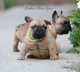Francia bulldog - Yoda