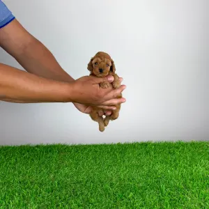 Poodle Toy - Smile