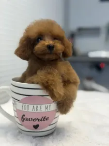 Poodle Toy - Tiara( Teacup)