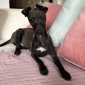 Olasz agár - Libero Lieto Italian Greyhound Kennel
