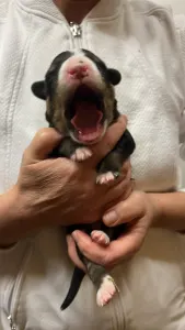 Entlebucher - Gala Helvétsky Priateľ